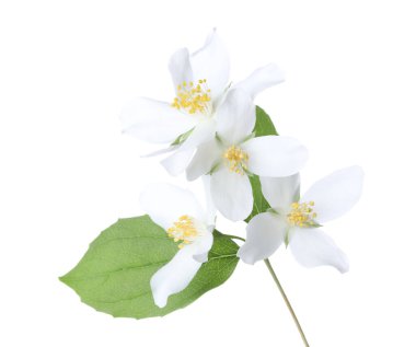 Güzel yasemin çiçekleriyle dolu bir dal beyaz üzerine izole edilmiş