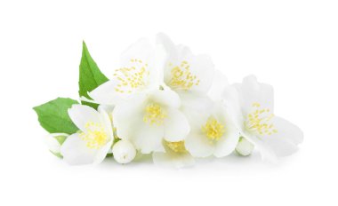 Beyaz yapraklı güzel yasemin tomurcukları