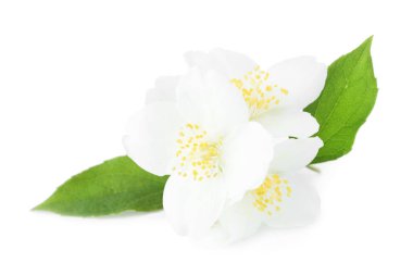 Beyaz yapraklı güzel yasemin tomurcukları