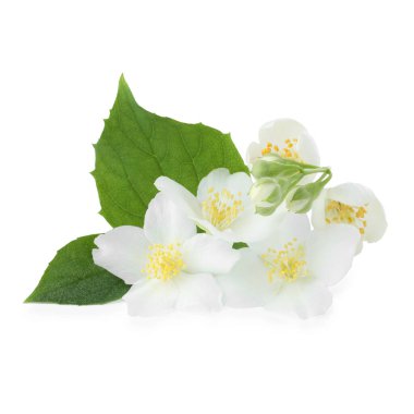 Beyaz yapraklı güzel yasemin tomurcukları