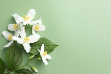 Güzel yasemin çiçekleri ve yeşil arka planda yapraklar, düz uzanmış. Metin için boşluk