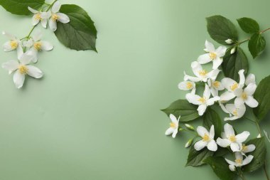 Güzel yasemin çiçekleri ve yeşil arka planda yapraklar, düz uzanmış. Metin için boşluk