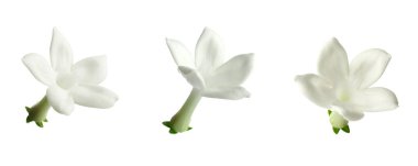 Güzel, küçük yasemin çiçekleri beyazlar üzerinde izole edilmiş.