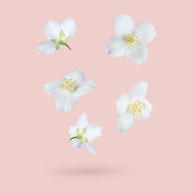 Güzel yasemin çiçekleri pembe arka plana düşüyor