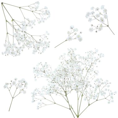 Beyaz arka planda küçük çiçekli Gypthe dalları, kolaj