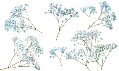 Beyaz arka planda küçük mavi çiçekleri olan çigila dalları, kolaj