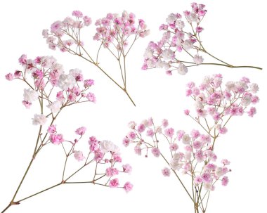 Beyaz arka planda küçük pembe çiçekli Gypå ila dalları, kolaj