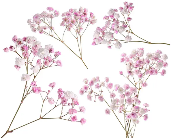 Beyaz arka planda küçük pembe çiçekli Gypå ila dalları, kolaj