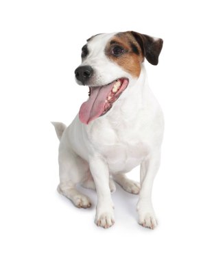 Beyaz arka planda oturan şirin Jack Russell Terrier köpeği.