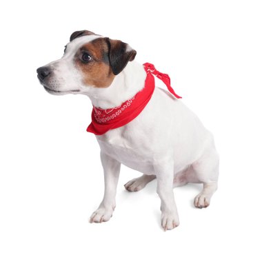 Beyaz arka planda oturan kırmızı bandanalı şirin Jack Russell Terrier köpeği.