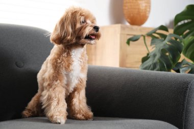 Evdeki kanepede oturan sevimli Maltipoo köpeği.