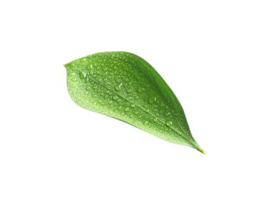 Beyaz üzerinde su damlaları olan bir Ruscus yaprağı