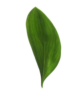 One fresh green Ruscus leaf isolated on white