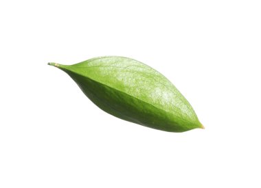 One fresh green Ruscus leaf isolated on white