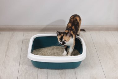 İçerideki çöp tepsisinde şirin bir kedi.