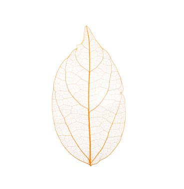 Güzel iskeletleşmiş yaprak beyaza izole edilmiş, üst manzara