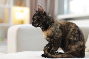 Evdeki kanepede şirin bir yavru kedi, mesaj için yer var.