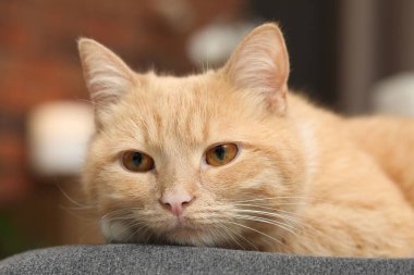 Evdeki sandalyeye uzanmış sevimli kızıl kedi, yakın plan.