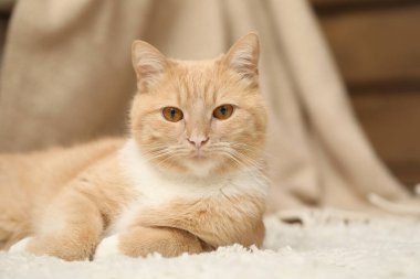 Evde yerde yatan sevimli kızıl kedi, yakın plan.