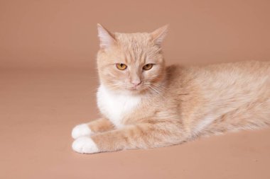 Bej arka planda sevimli bir kızıl kedi. Sevimli hayvan.