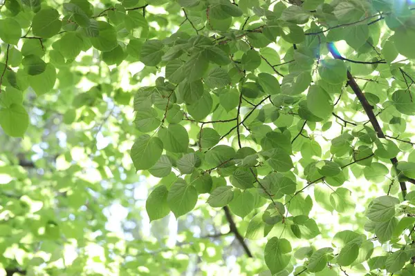 Arka planda yeşil yaprakları olan güzel ağaç taç, yakın plan.