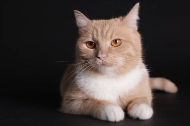 Siyah arka planda sevimli kızıl kedi. Metin için boşluk