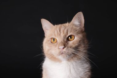 Siyah arka planda sevimli kızıl kedi, yakın plan.