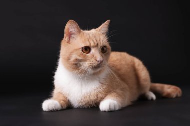 Siyah arka planda sevimli kızıl kedi. Sevimli hayvan.