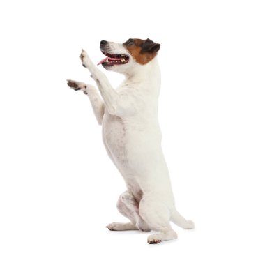 Beyaz arka planda oynayan sevimli bir köpek. Sevimli hayvan