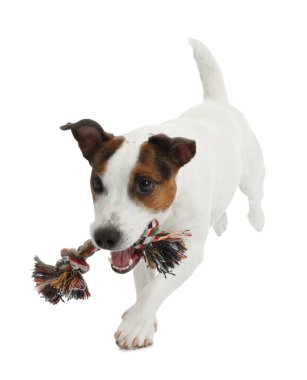 Beyaz arka planda oyuncakla oynayan sevimli bir köpek. Sevimli hayvan