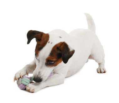 Beyaz arka planda oyuncakla oynayan sevimli bir köpek. Sevimli hayvan