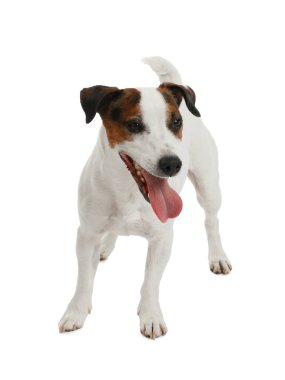 Oyuncağı olan kadın köpeğini beyaz arka planda eğitiyor, yakın plan. Sevimli hayvan