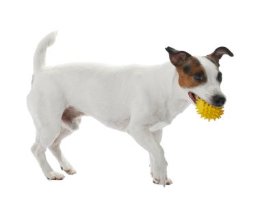 Beyaz arka planda oyuncakla oynayan sevimli bir köpek. Sevimli hayvan