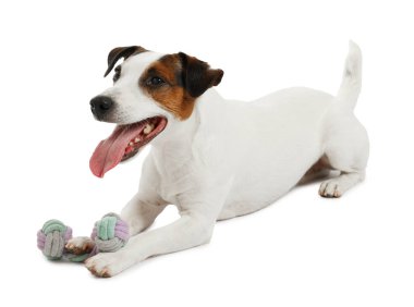 Beyaz arka planda oyuncakla oynayan sevimli bir köpek. Sevimli hayvan