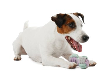 Beyaz arka planda oyuncakla oynayan sevimli bir köpek. Sevimli hayvan