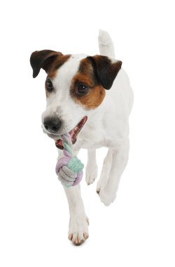 Beyaz arka planda oyuncakla oynayan sevimli bir köpek. Sevimli hayvan