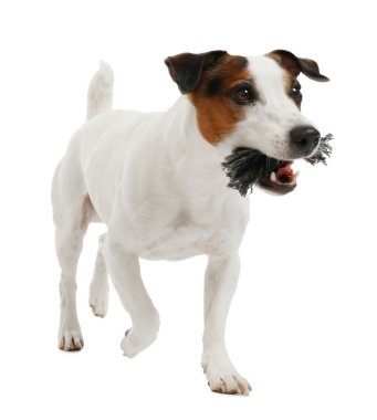 Beyaz arka planda oyuncakla oynayan sevimli bir köpek. Sevimli hayvan