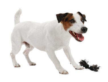 Beyaz arka planda oyuncakla oynayan sevimli bir köpek. Sevimli hayvan