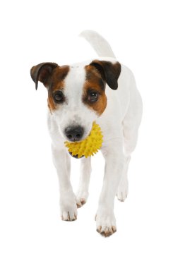 Beyaz arka planda oyuncakla oynayan sevimli bir köpek. Sevimli hayvan