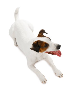 Beyaz arka planda sevimli bir köpek, manzaranın üstünde. Sevimli hayvan