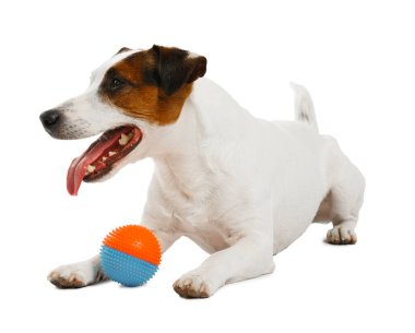 Beyaz arka planda oyuncakla oynayan sevimli bir köpek. Sevimli hayvan