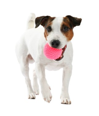 Beyaz arka planda oyuncakla oynayan sevimli bir köpek. Sevimli hayvan