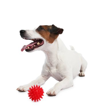 Beyaz arka planda oyuncakla oynayan sevimli bir köpek. Sevimli hayvan