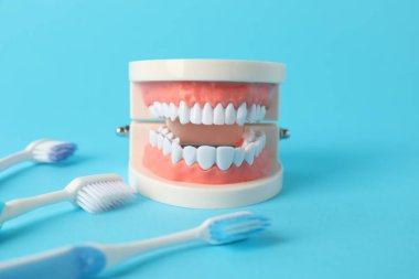 Açık mavi arkaplanda diş fırçası ve diş modeli, yakın plan