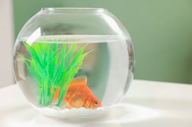 Akvaryumda yüzen altın balıklar, beyaz masa üzerinde temiz suyla, yakın plan.