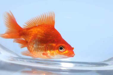 Akvaryumda yüzen altın balıklar açık gri arka planda temiz suyla yakın plan