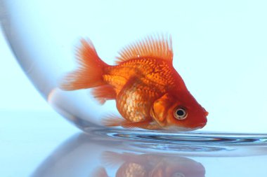 Akvaryumda yüzen altın balıklar açık mavi arka planda temiz suyla, yakın plan