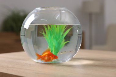 Akvaryumdaki akvaryumda Japon balığı, kapalı masa, yakın plan.