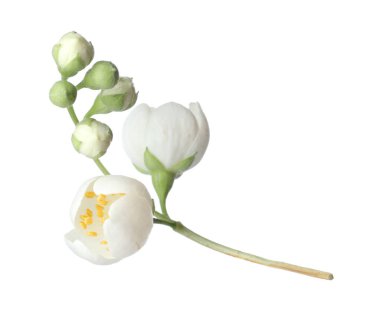 Güzel yasemin çiçekleriyle dolu bir dal beyaz üzerine izole edilmiş