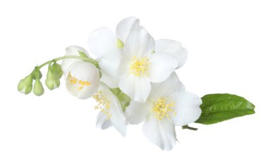 Güzel yasemin çiçekleriyle dolu bir dal beyaz üzerine izole edilmiş